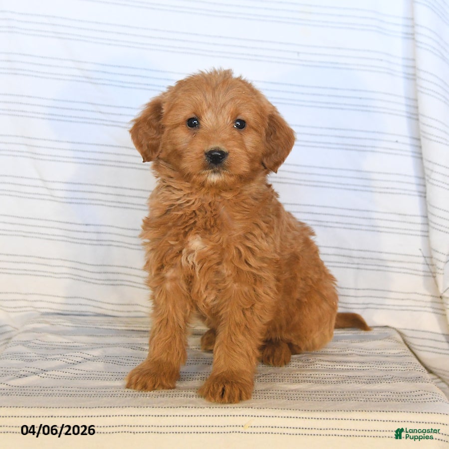 Mini Goldendoodle dogs Marco - Ad 2