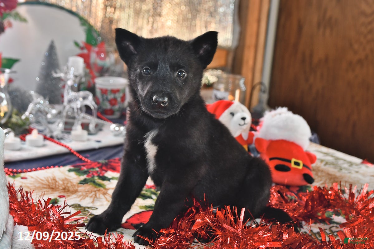 Belgian Malinois dogs Apollo - Ad 12
