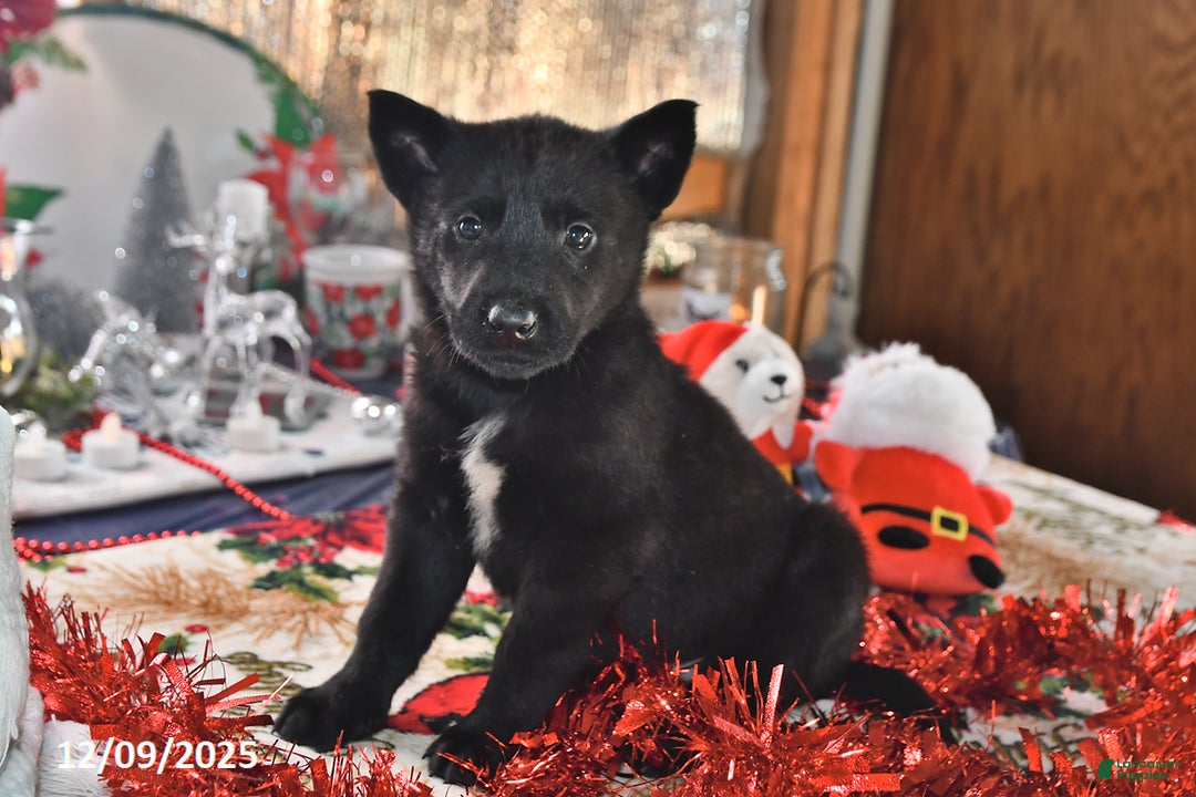 Belgian Malinois dogs for sale: Apollo - Ad 1