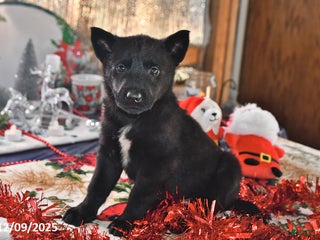 Belgian Malinois dogs Apollo - Ad 17