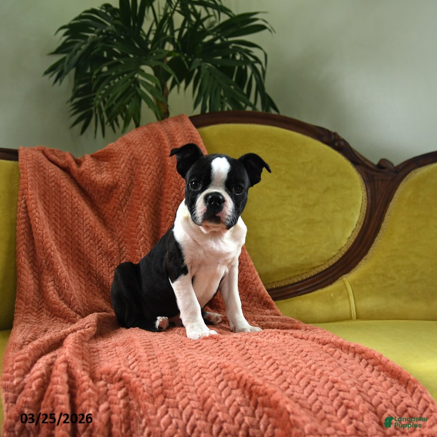 Boston Terrier dogs Roscoe - Ad 1