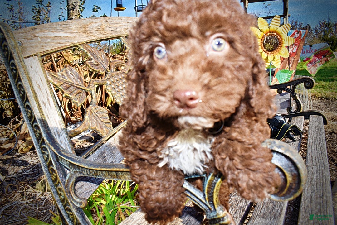 Havapoo dogs for sale: Oscar - Ad 4