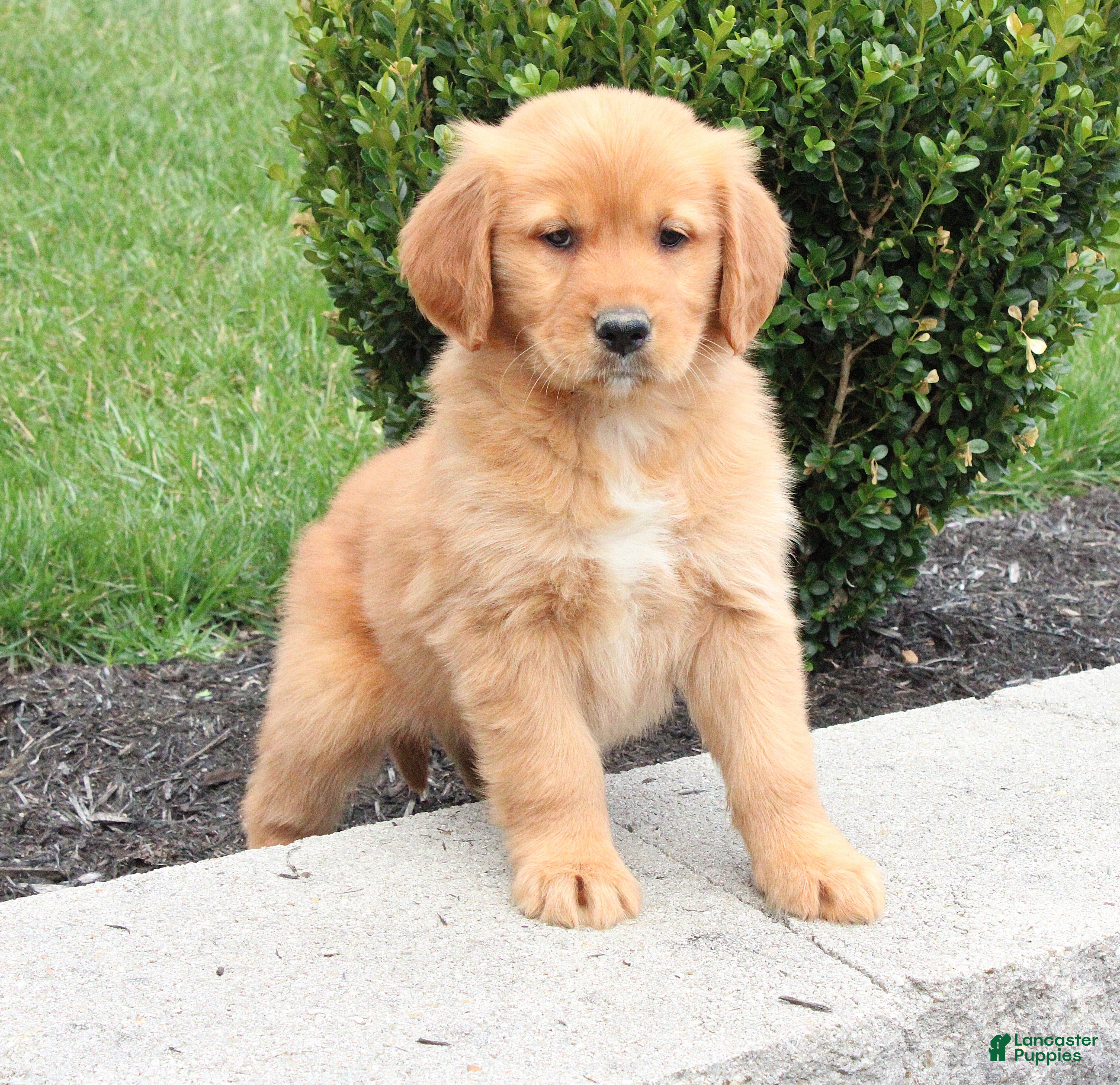 Golden Retriever dogs April - Ad 1