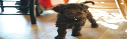 Portuguese Water Dog dogs for sale: Pearl  - Ad 2