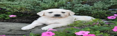 Dahlia