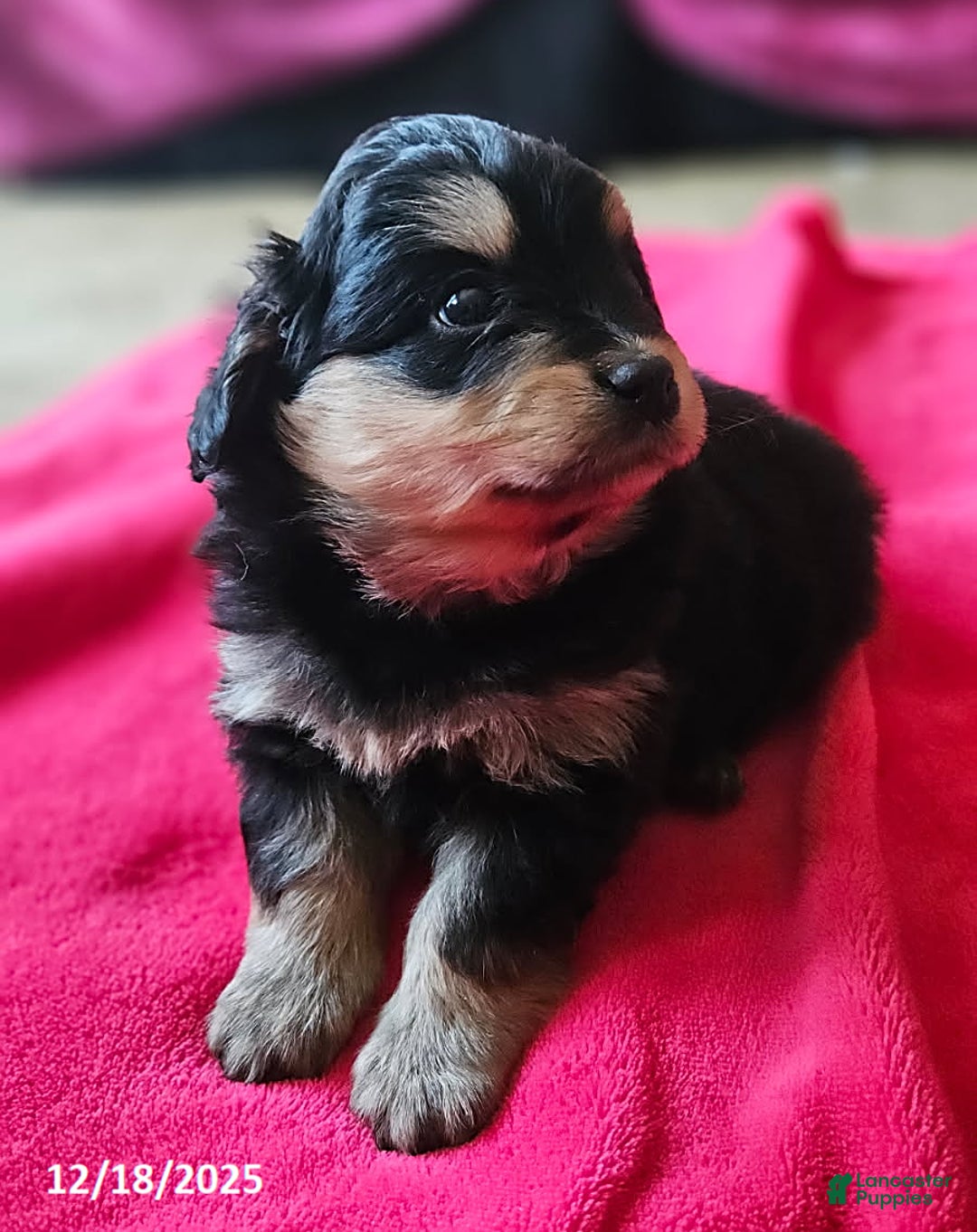 Mixed Breed dogs for sale: Lily EXTRA SMALL - Ad 4