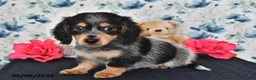 Miniature Dachshund dogs for sale: Peter - Ad 4