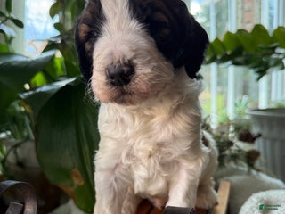 Saint Berdoodles dogs Banjo - Ad 2