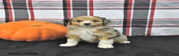 Mini Aussiedoodle dogs for sale: Dayci - Ad 4