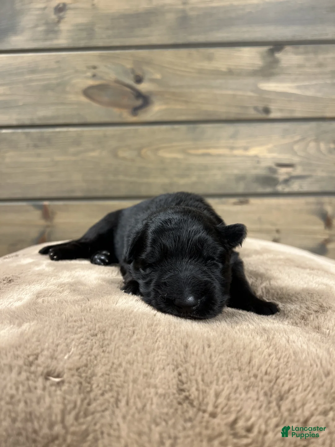 German Shepherd dogs for sale: Cove - Ad 2