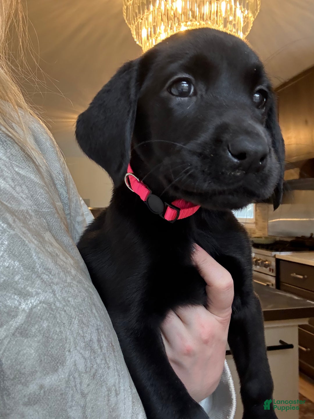 Labrador Retriever dogs for sale: Labrador Retriever Puppy- Pink collar - Ad 3
