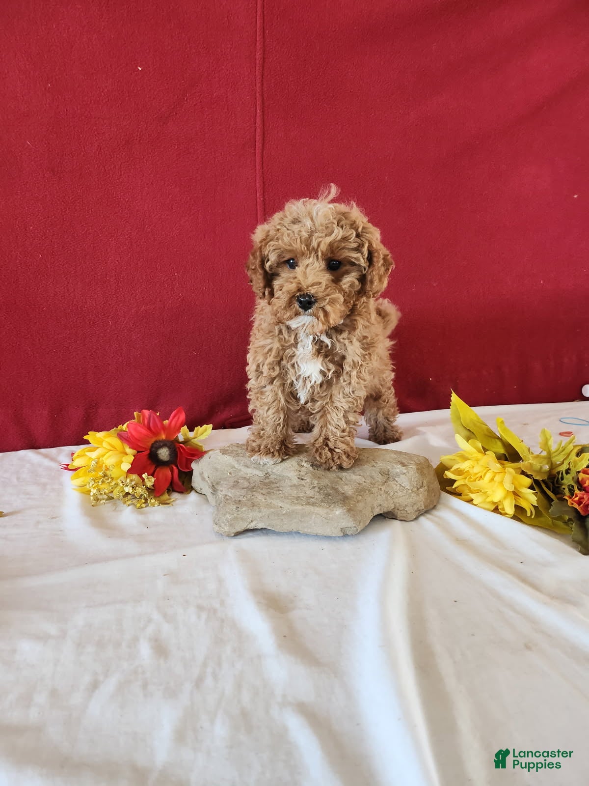 Cavapoo dogs Tribute - Ad 2