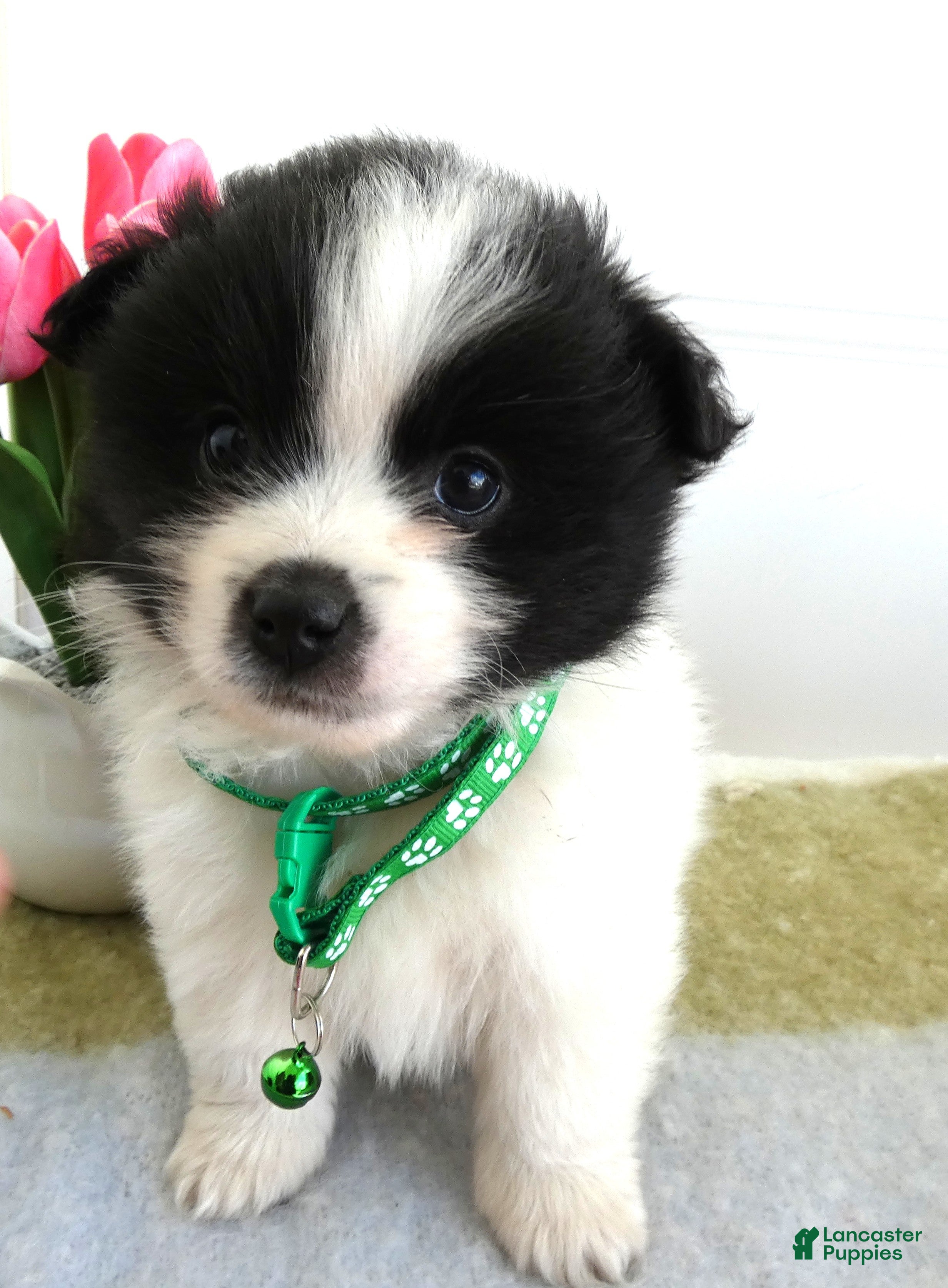 Mixed Breed dogs Mixed Breed Puppy 3 Dawson - Ad 39