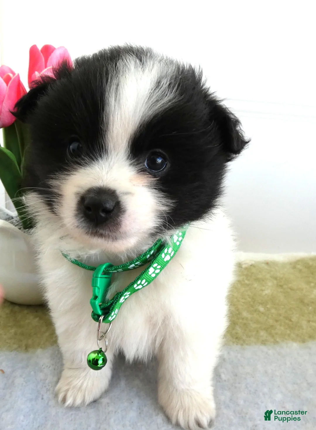 Mixed Breed dogs for sale: Mixed Breed Puppy 3 Dawson - Ad 1