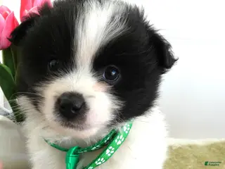 Mixed Breed dogs Mixed Breed Puppy 3 Dawson - Ad 39