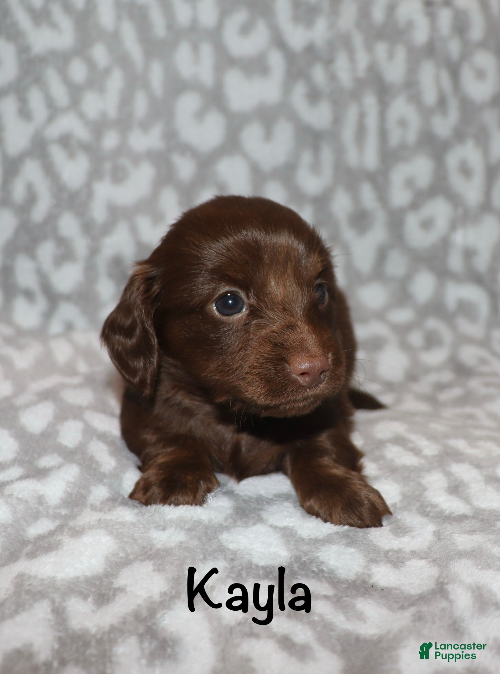 Miniature Dachshund dogs Kayla - Ad 20