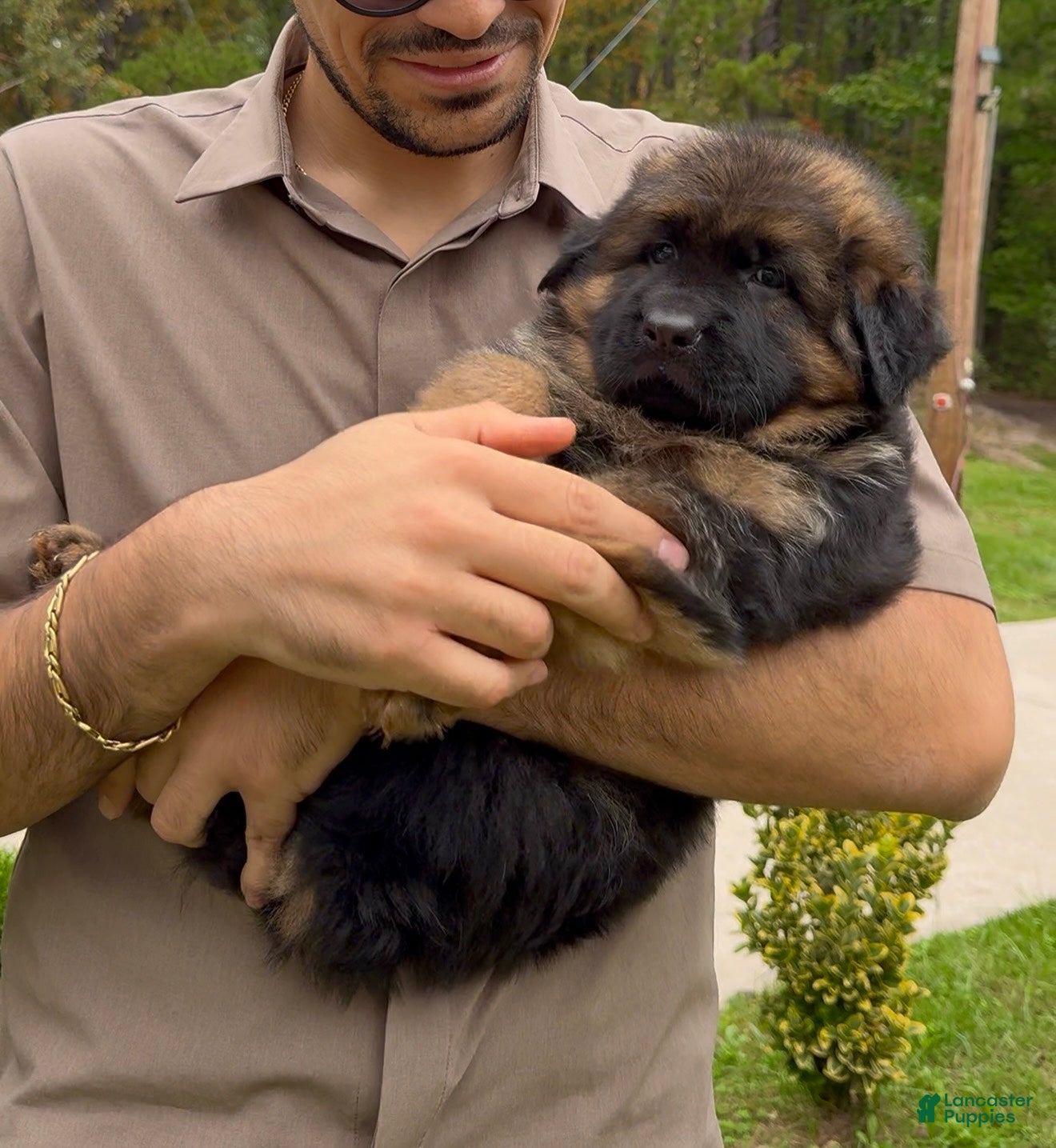 German Shepherd dogs Simba - Ad 2