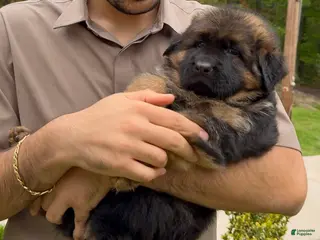 German Shepherd dogs Simba - Ad 2