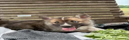Pomsky dogs for sale: Cooper - Ad 1