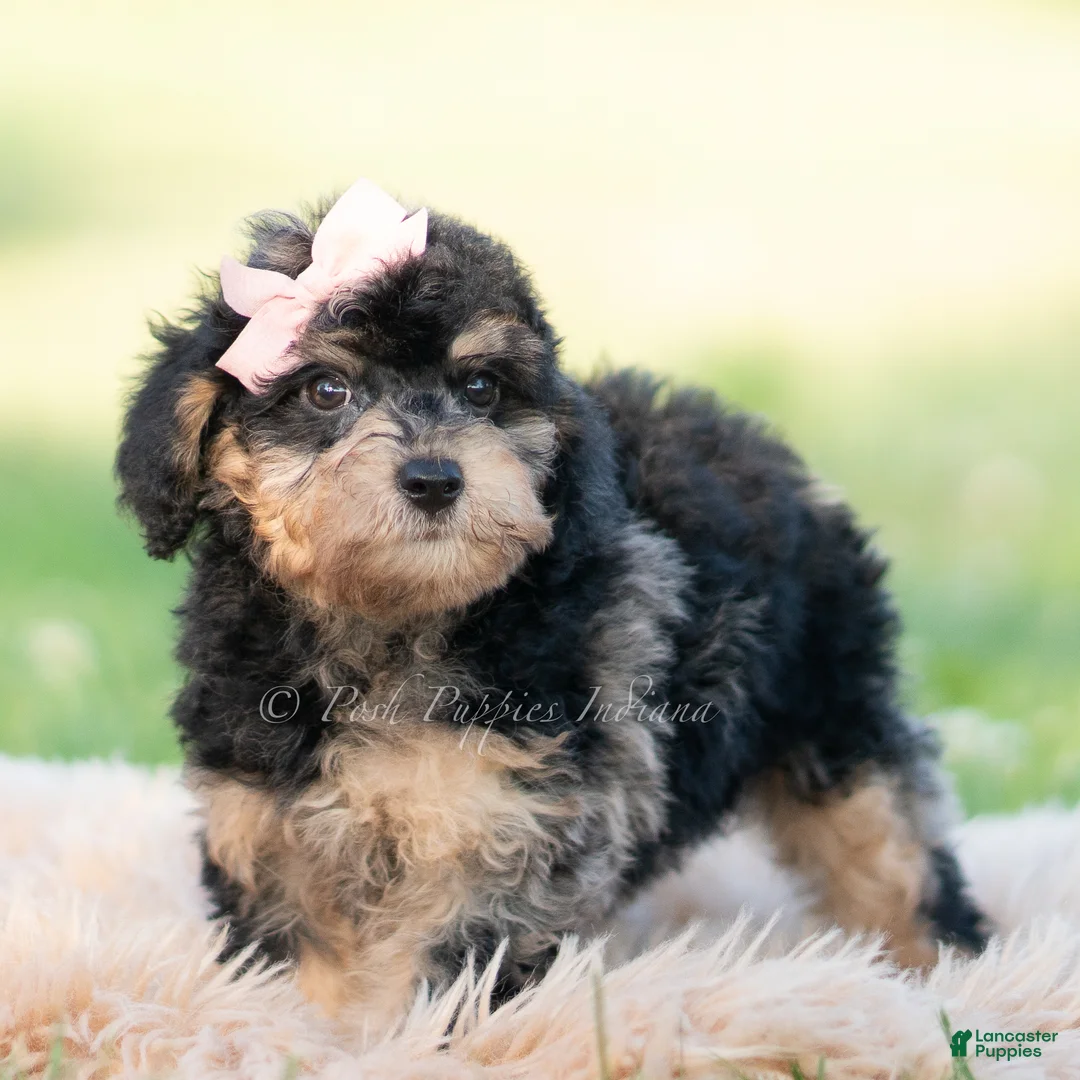 Mini Goldendoodle dogs for sale: kiki - Ad 2