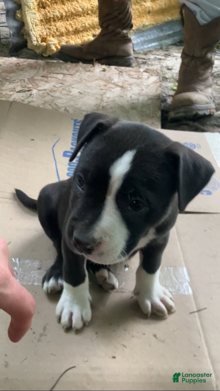 American Pit Bull Terrier dogs for sale: American Pit Bull Terrier 5 - Ad 3