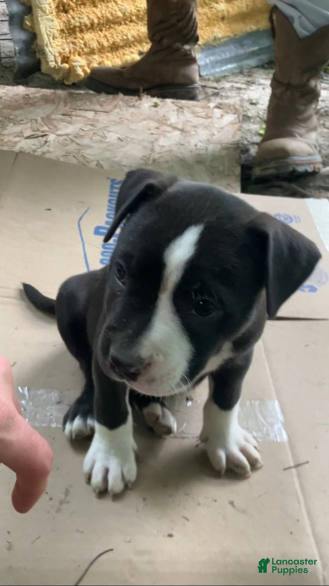 American Pit Bull Terrier dogs for sale: American Pit Bull Terrier 5 - Ad 1