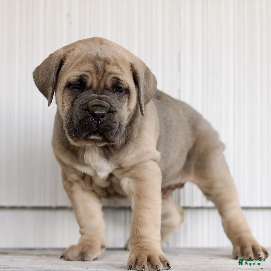 Cane Corso dogs for sale: Nala  - Ad 5