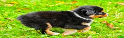 Miniature Australian Shepherd dogs for sale: Kylie - Ad 5
