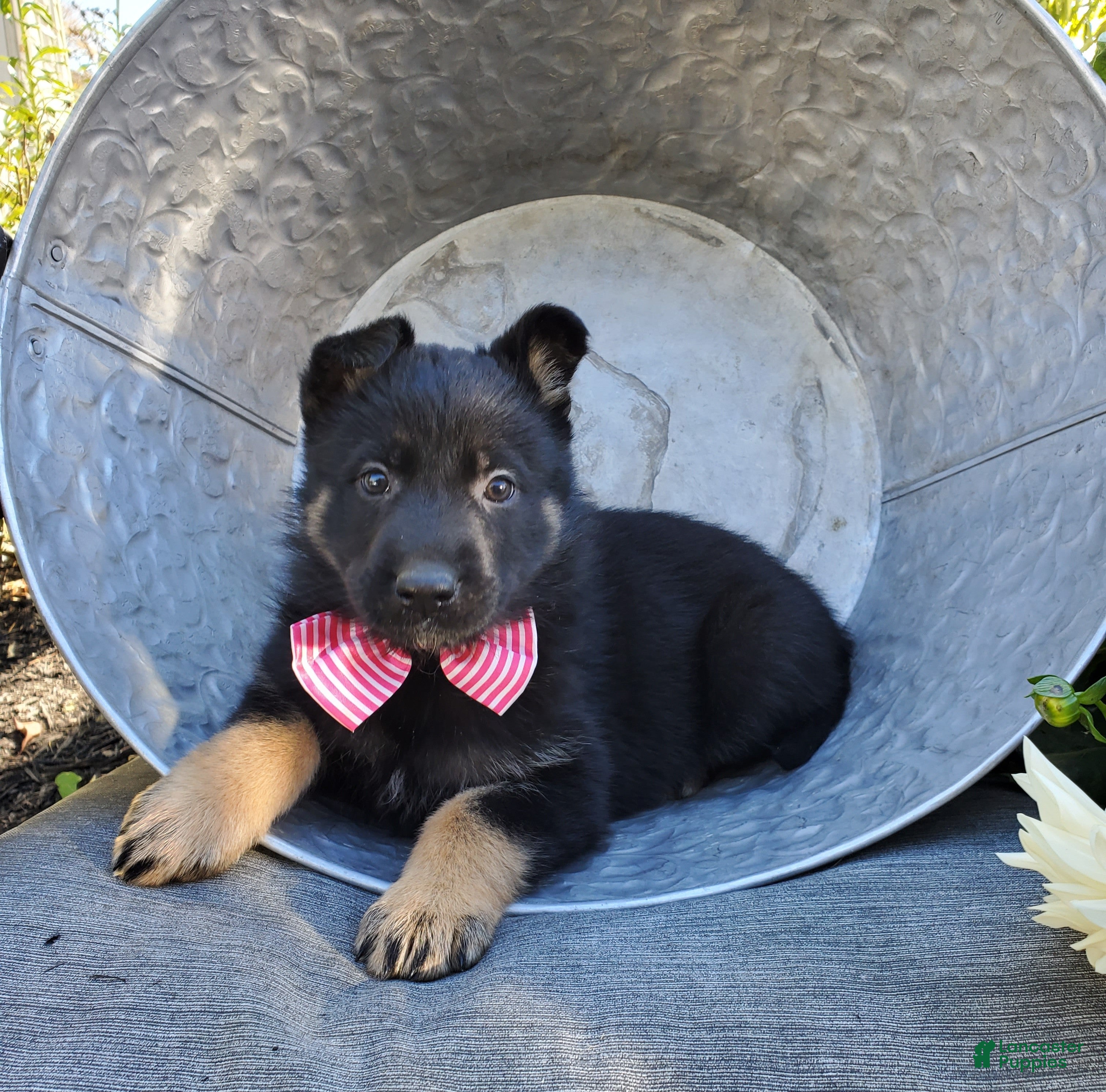 German Shepherd dogs for sale: Tessa - Ad 1