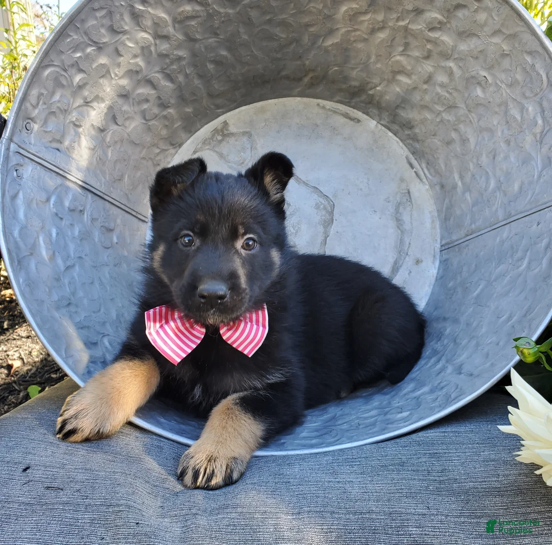 German Shepherd dogs for sale: Tessa - Ad 1