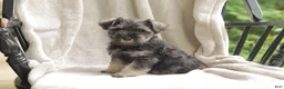 Miniature Schnauzer dogs for sale: Pete - Ad 3