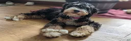 Mini Bernedoodle dogs for sale: Percy - Ad 10