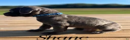 Cane Corso dogs for sale: Shane - Ad 6