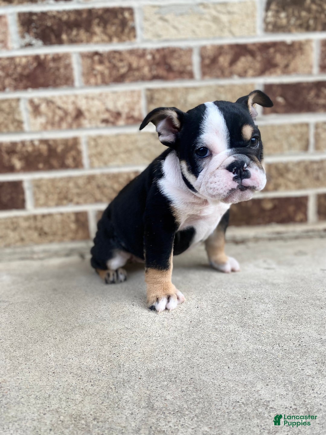 English Bulldog dogs for sale: Frida - Ad 7