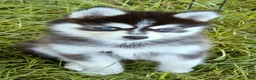 Pomsky dogs for sale: River - Ad 4