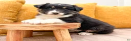 Australian Shepherd dogs for sale: Luna - Ad 2