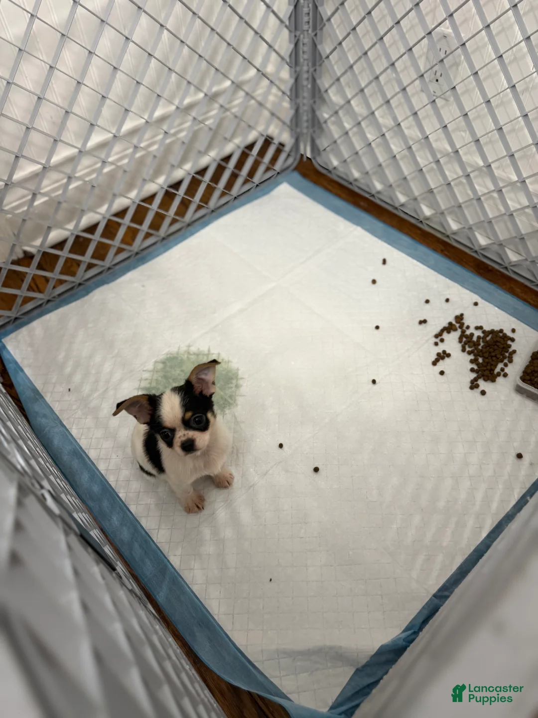 Chihuahua dogs for sale: Oreo  - Ad 1