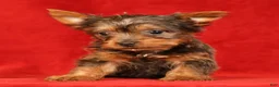 Yorkshire Terrier dogs for sale: Honey - Ad 3