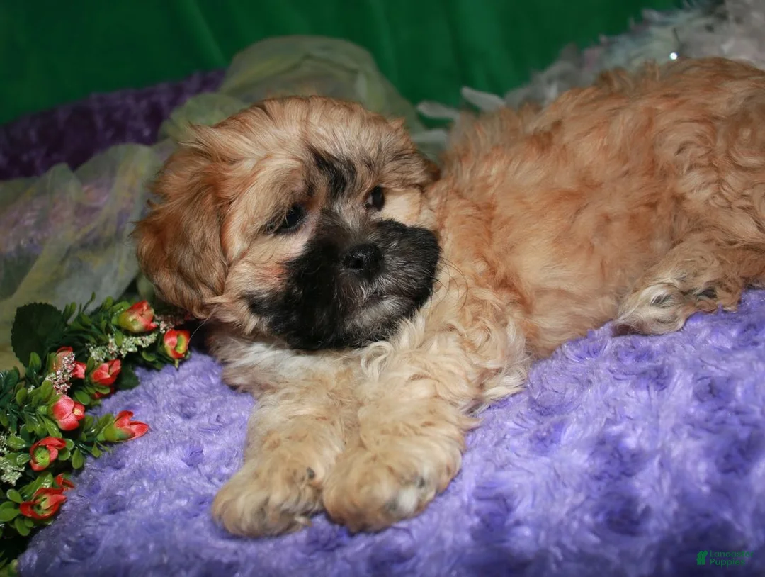 Shihpoo dogs for sale: Luke - Ad 7