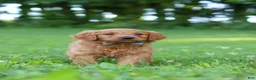 Goldendoodle dogs for sale: Champ - Ad 7