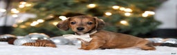 Miniature Dachshund dogs for sale: Crystal - Ad 2