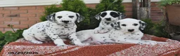 Dalmatian dogs for sale: Ike - Ad 3