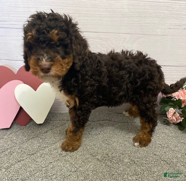 Mini Bernedoodle dogs Henry- genetic clear - Ad 40