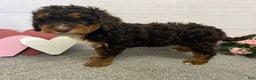 Mini Bernedoodle dogs for sale: Henry- genetic clear - Ad 1