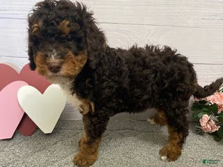 Mini Bernedoodle dogs Henry- genetic clear - Ad 40