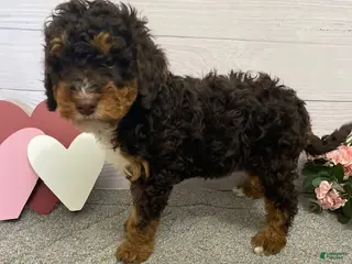 Mini Bernedoodle dogs Henry- genetic clear - Ad 35