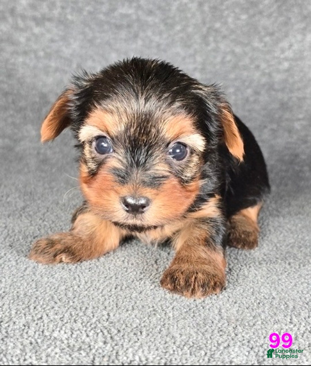 Yorkshire Terrier dogs for sale: 99 - Ad 3