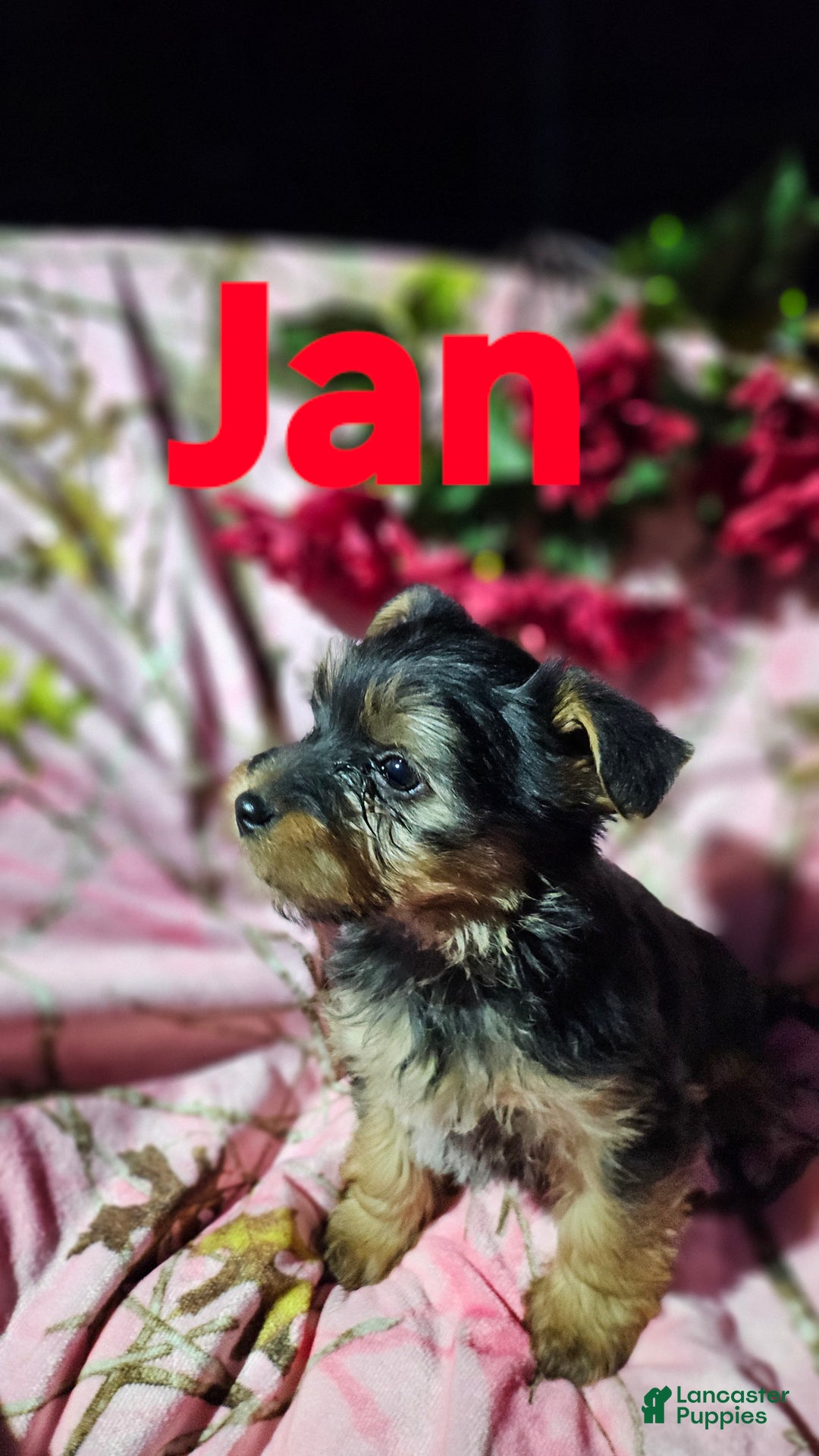 Morkie dogs for sale: Jan - Ad 2