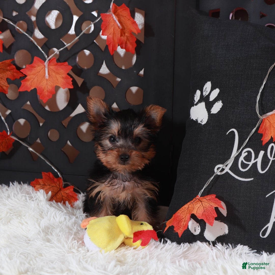 Yorkshire Terrier dogs for sale: Dolly - Ad 2