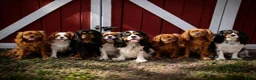 Cavalier King Charles Spaniel dogs for sale: Blaze - Ad 9